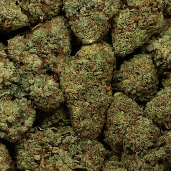 Maui Wowie cannabis strain with tropical flavors and uplifting effects