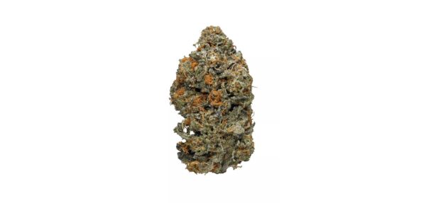 Animal Cookies Kush strain – Dense frosty buds with sweet vanilla and earthy aroma