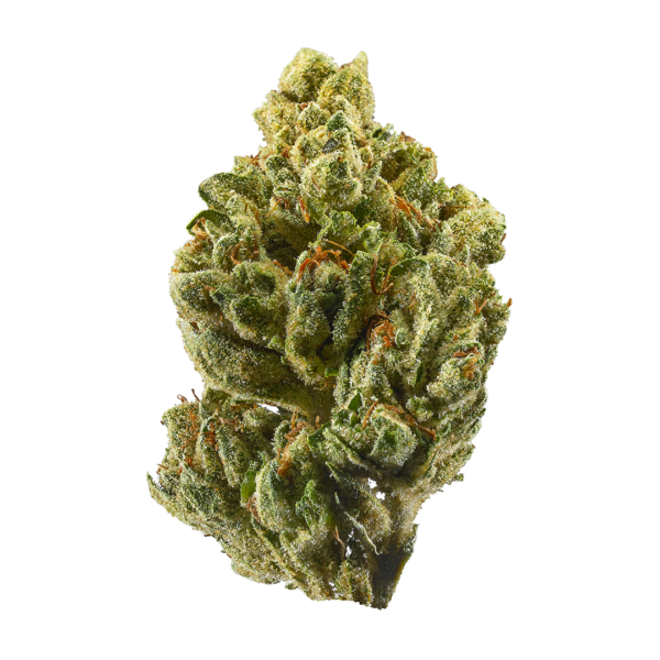 Close-up of OG Kush cannabis buds with vibrant green color, orange hairs, and frosty trichomes, known for its strong aroma, potent THC content, and relaxing effects.
