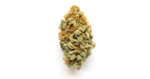 Close-up of Berry Gelato cannabis buds showcasing vibrant purple and green hues, dense trichomes, and a frosty coating. A potent hybrid strain known for its sweet berry flavor, smooth smoke, and balanced effects