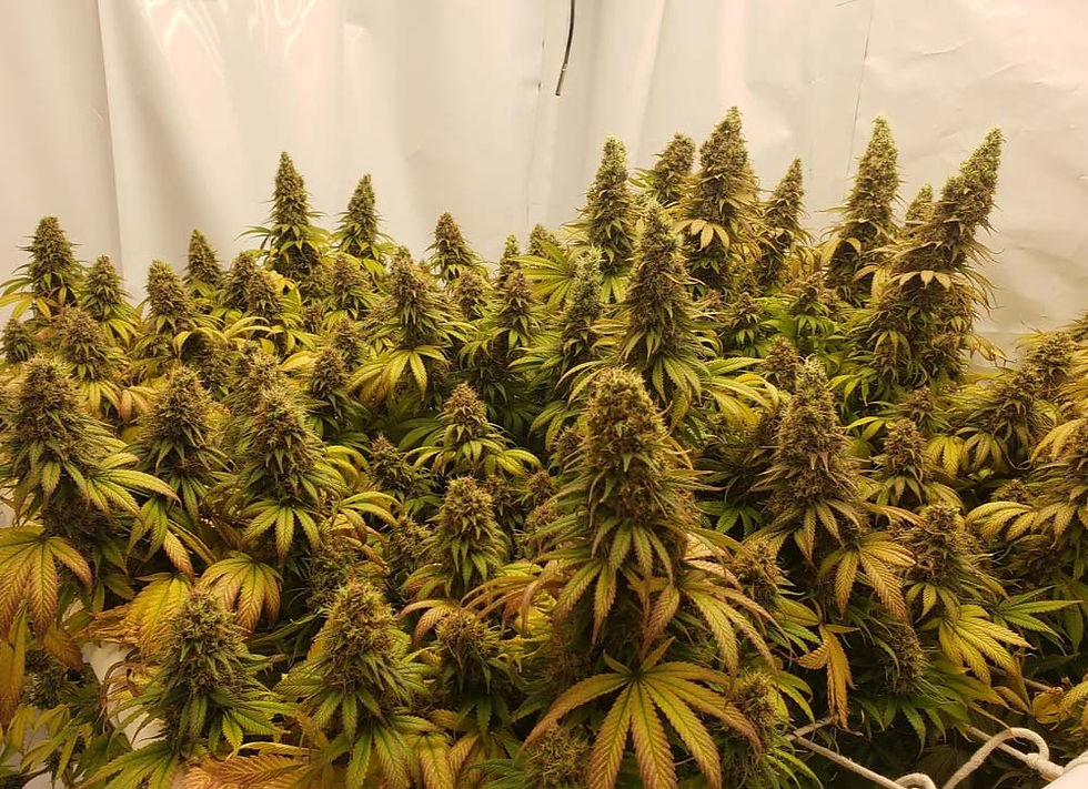 Close-up of Garlic Cookies cannabis buds covered in crystals and orange hairs, showcasing its dense structure and earthy, skunky appearance