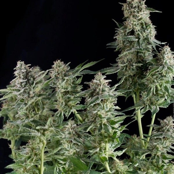 Close-up of Northern Light Kush cannabis flower showcasing dense buds with crystal trichomes and rich green hues