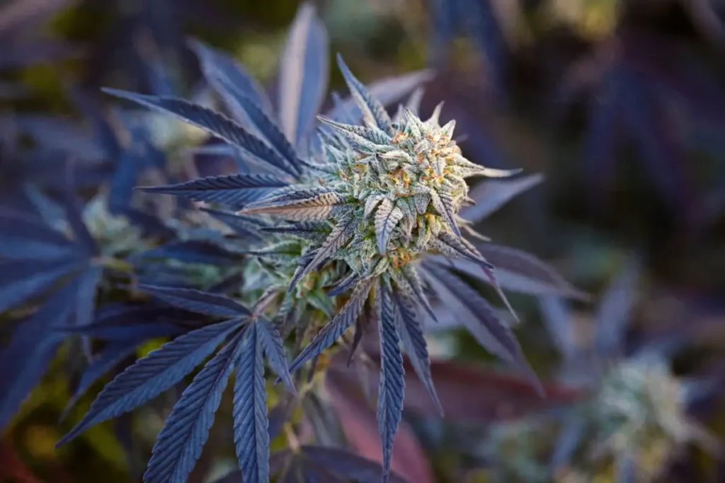 Close-up of Wedding Cake Smalls cannabis buds showing frosty trichomes and vibrant green and purple hues, representing premium small buds.