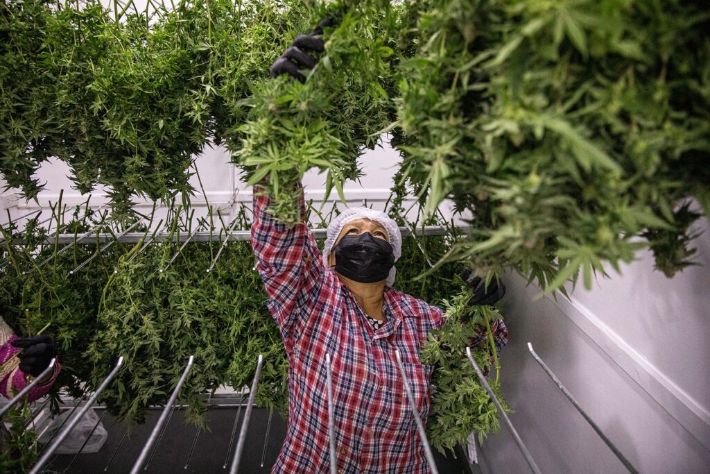 Legal cannabis dispensary in Thailand with weed products on display