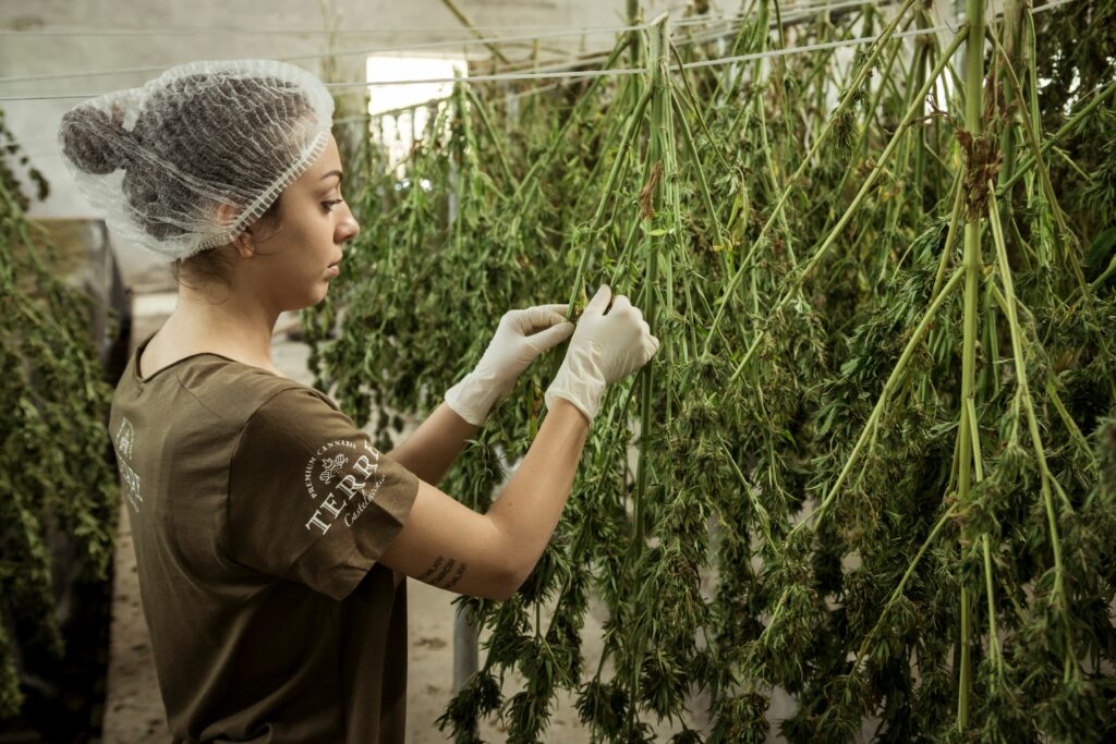 Best cannabis strains for anxiety 2025 CBD-rich flower
